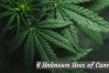 6 Unknown Uses of Cannabis