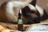 Is CBD Oil Good For Pets